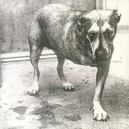 Alice In Chains – Alice In Chains